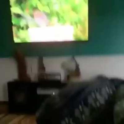 This is why Maxwell not allowed to watch cat tv anymore