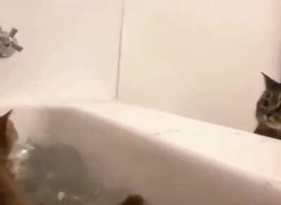 “Not one shred of remorse in that cats eyes.” - one of the comments