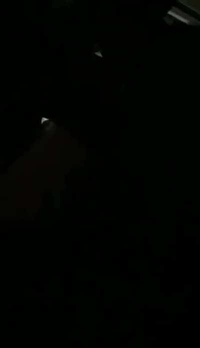 喝水喝到饱的荷兰猪(٥⁀▽⁀ )