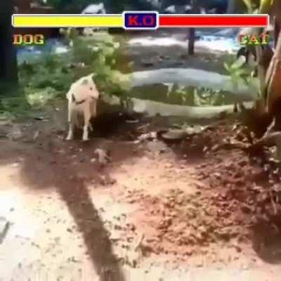 Doggo wins...Purrrrfect!