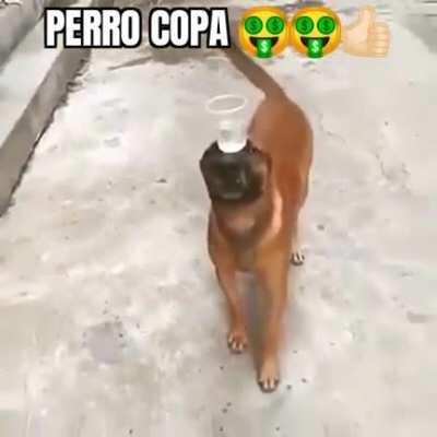 Perro copa 🤑👍🏻