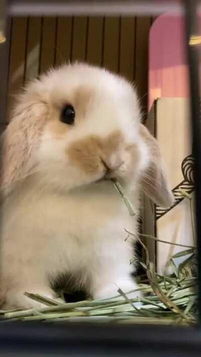 His hay eating speed is still only 1 SPM (one strand per minute)