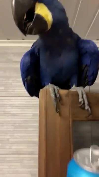 My can opener, a bit big but atleast hard to lose and sturdy.