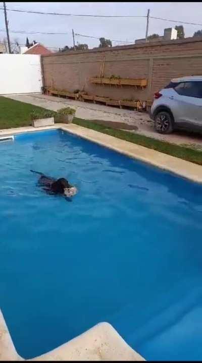 Como funciona el estado Argentino explicado con perritos