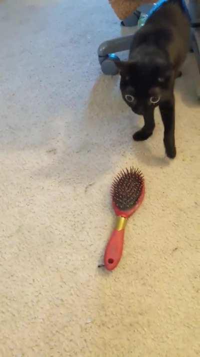 Wunkus fears the brush