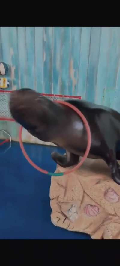 Wunky wants to show you his hula hooping trick