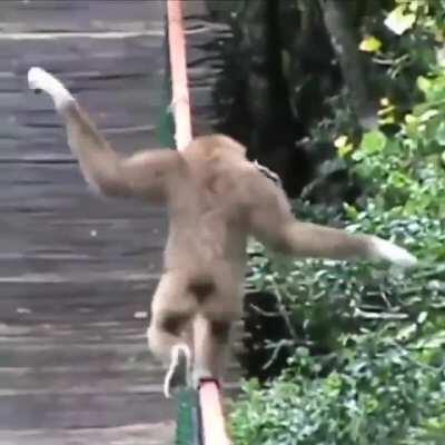 A gibbon is crossing a bridge.