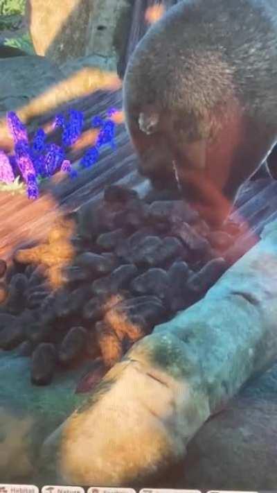 Take a look at this glitch....does a bear shit in the woods, or what?