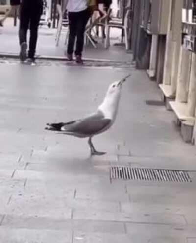Thanks, I hate Seagulls even more now.