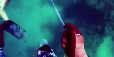 Diver Narrowly Avoids Getting Eaten By a Shark