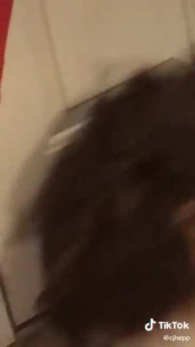 Dogs dont understand a word your saying