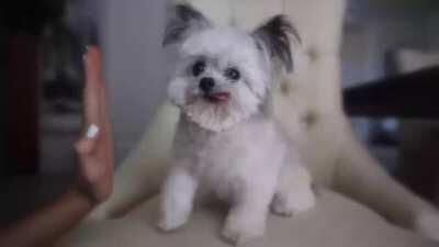 Norbert the Therapy Dog gives you high-fives to brighten your day!