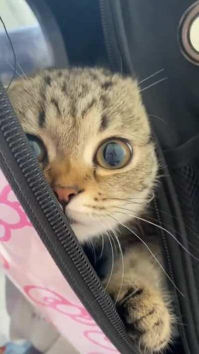 I have adopted this little one