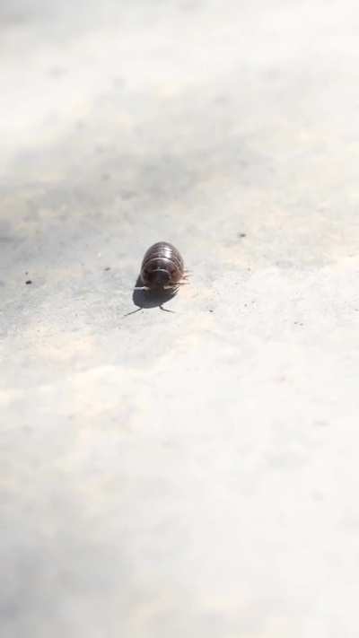 The Common Pill Bug (Self-created artwork)