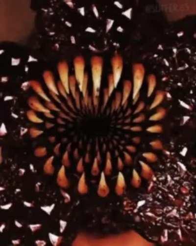 This sub is a disgrace to the original void memes. THIS is a void meme. Stop posting your r/distressingmemes shit here