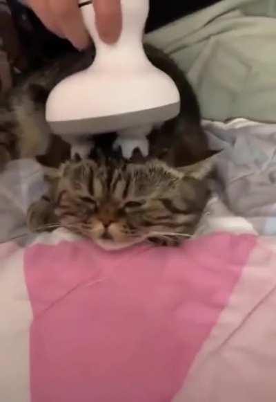 OwNeR SaVaGeLy DrIlLs InTo CaT’s BrAiN