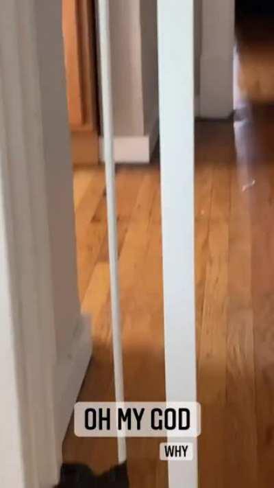 I’ve been finding q-tips EVERYWHERE for weeks but didn’t know which cat was stealing them. Melon.