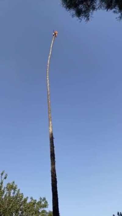 How really tall palm trees are cut