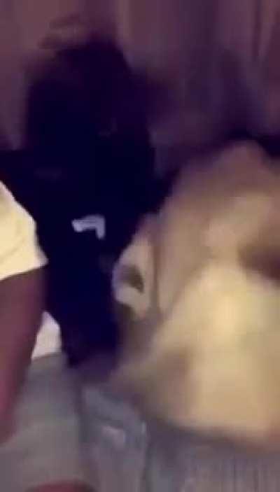 LOL BITCH GET JEBAITED