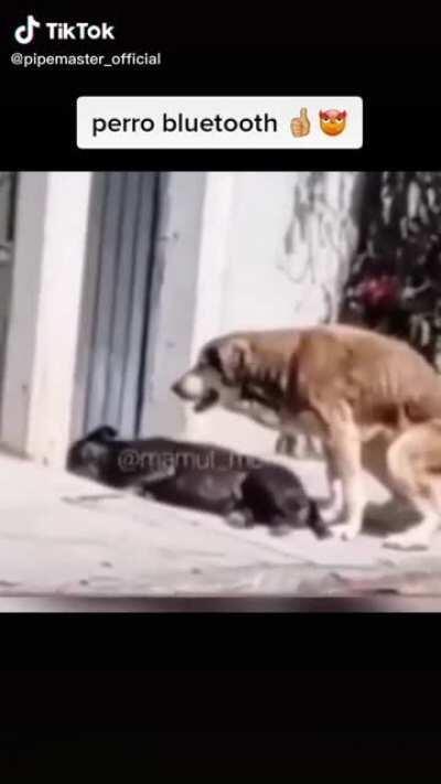Simplemente perro Bluetooth se ve bn FaCha🥵