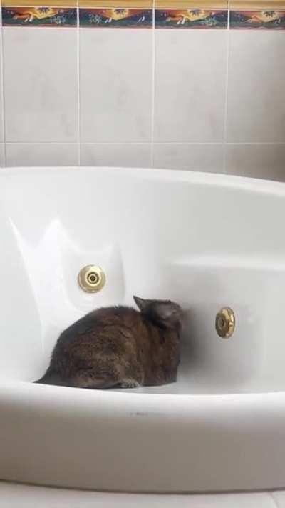 Defending me from greebles while on the toilet