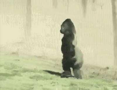 actual footage of joe going to get more dmt