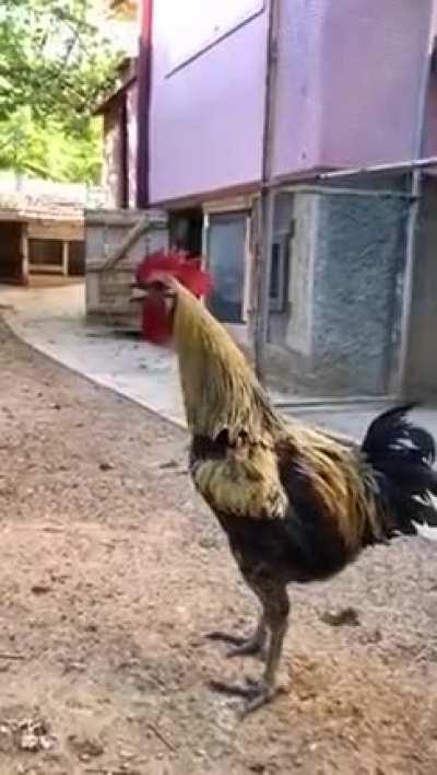 Absolute unit of a Cock-a-doodle doo (credit: u/mnavneethkrishna)