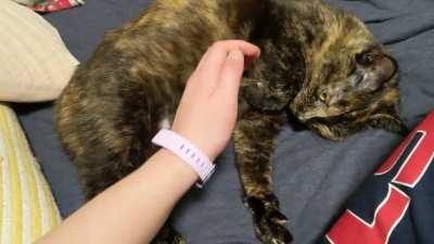 miso loves her tummy rubs :))