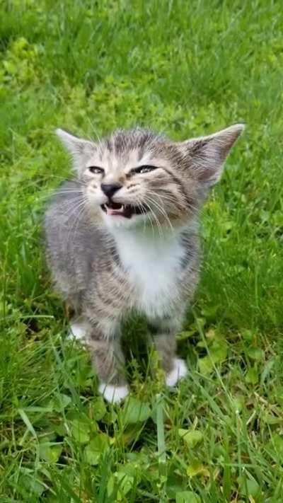 Little one screaming in the front yard.