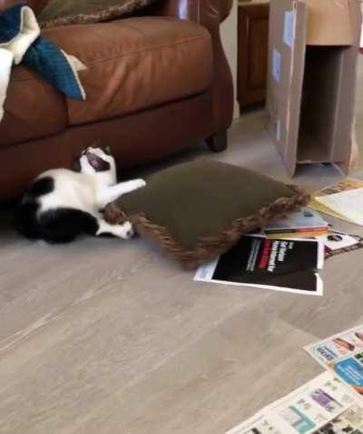 My choice of couch pillows enrages her apparently