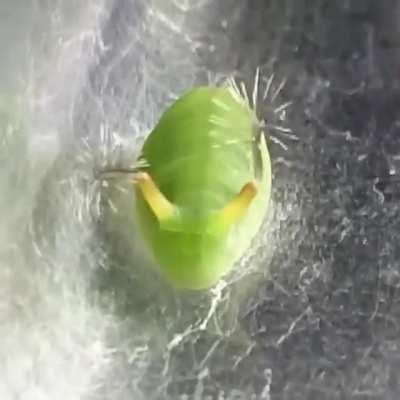The Curetis acuta caterpillar has a bizarre reaction if it gets surprised or scared