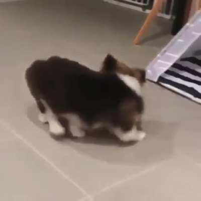 Pupper does the spinarooni