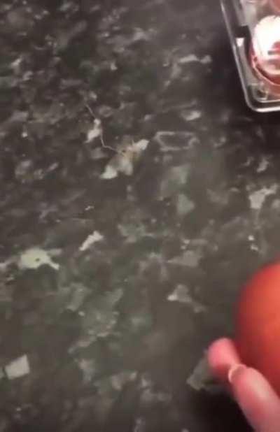 Mum pranks daughter with egg