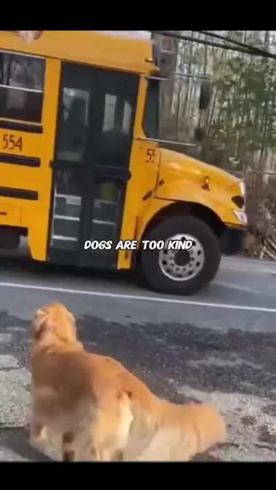 Dogs are too kind