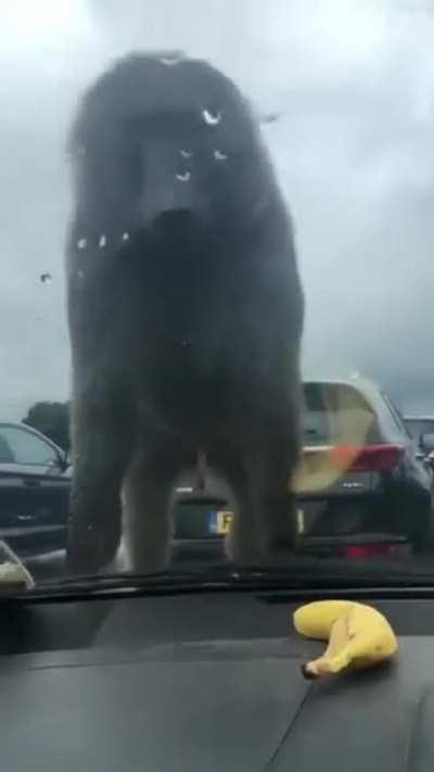 Sad monke on a car :(