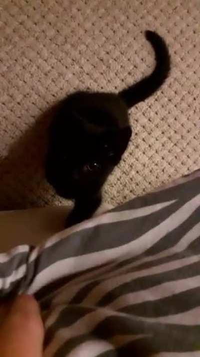 My cat has the cutest eyes 🥺