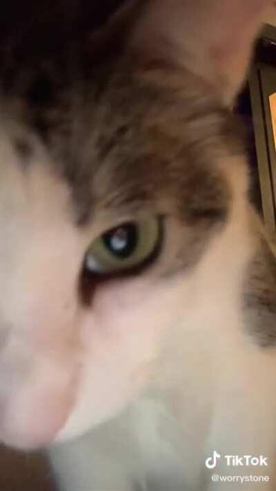 Girl tries to take photo with cat but the cat gets in front of the camera! 🐈 📷