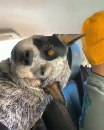 Caught being adorable