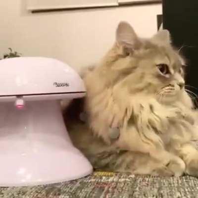 When your cat is under attack