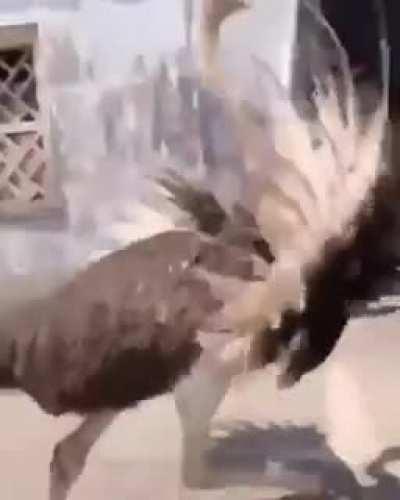 Ostrich loses it