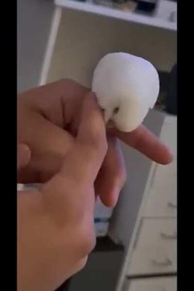 Blanco loving him some scratches 🥰😍🥰🐣🐥