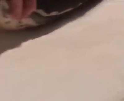 They pulled the towel out of the snake!