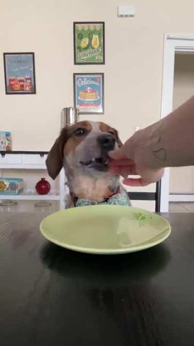 Duncan the Taste tester