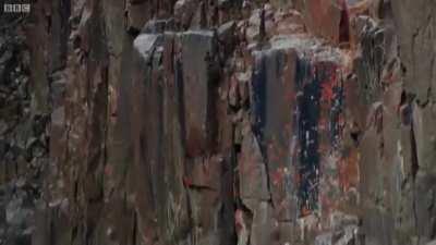 Baby Bird-Heavy takes a leap of faith