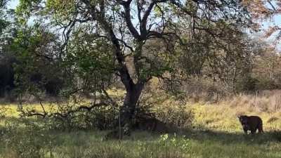 The jaguar coalition of Southern Pantanal: Divino and Timburé together along with female Aracy