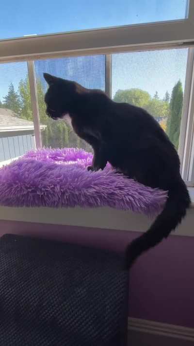 Groucho does NOT like being bothered when he's basking.