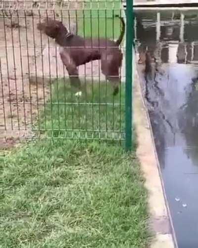 A calculated move. Sorry if repost.