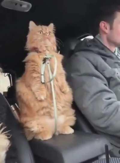 When you hit the gas a bit too much