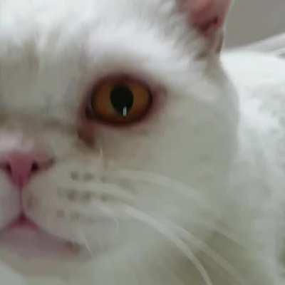 Meet our (always) hungry Egil