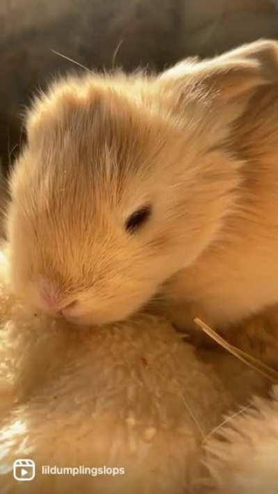 my little chicken nuggets, Ai, Osaka, edan, poki and toto